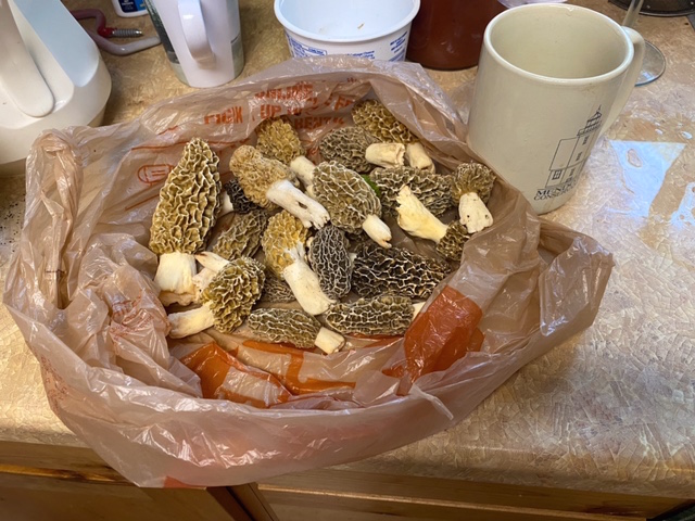 morels